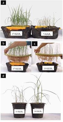 Exploring rice tolerance to salinity and drought stresses through Piriformospora indica inoculation: understanding physiological and metabolic adaptations
